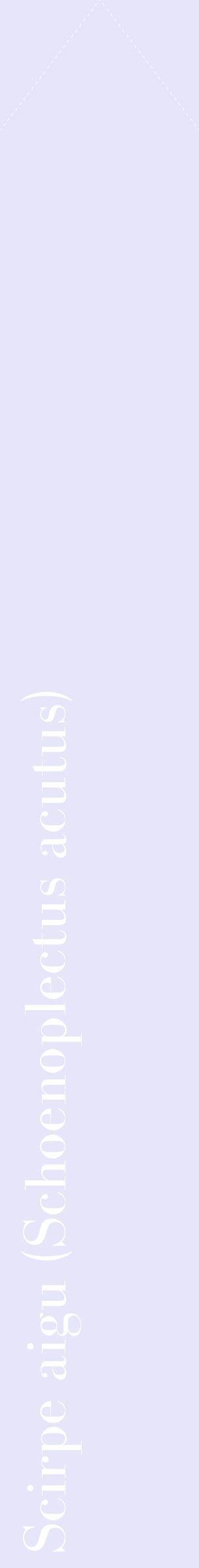 Étiquette de : Schoenoplectus acutus - format c - style blanche55_simplebod avec comestibilité