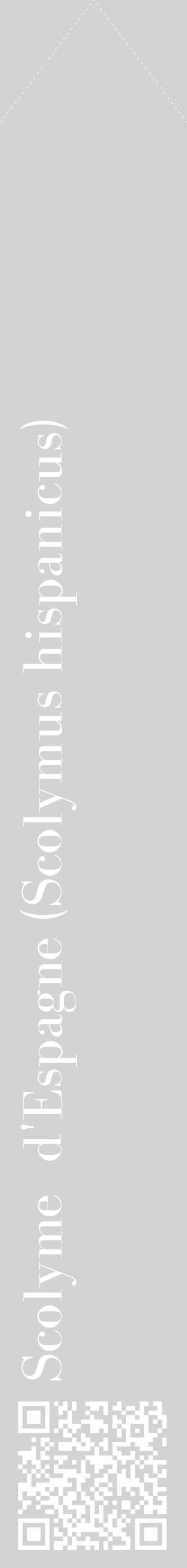Étiquette de : Scolymus hispanicus - format c - style blanche56_simplebod avec qrcode et comestibilité