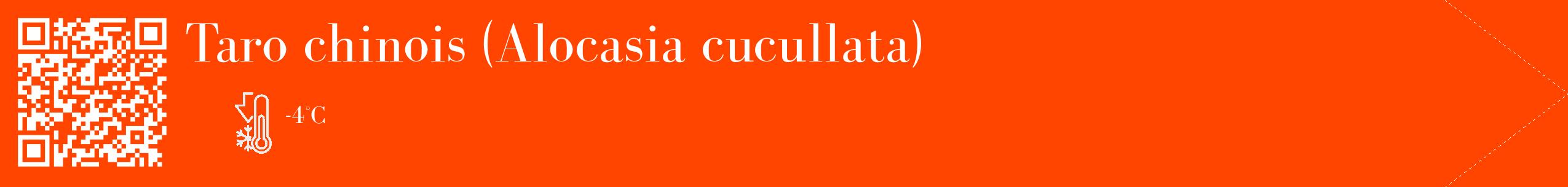 Étiquette de : Alocasia cucullata - format c - style blanche26_simple_simplebod avec qrcode et comestibilité