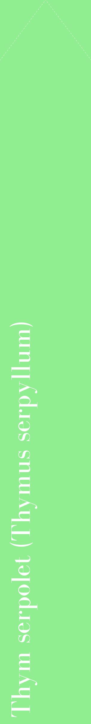 Étiquette de : Thymus serpyllum - format c - style blanche15_simplebod avec comestibilité
