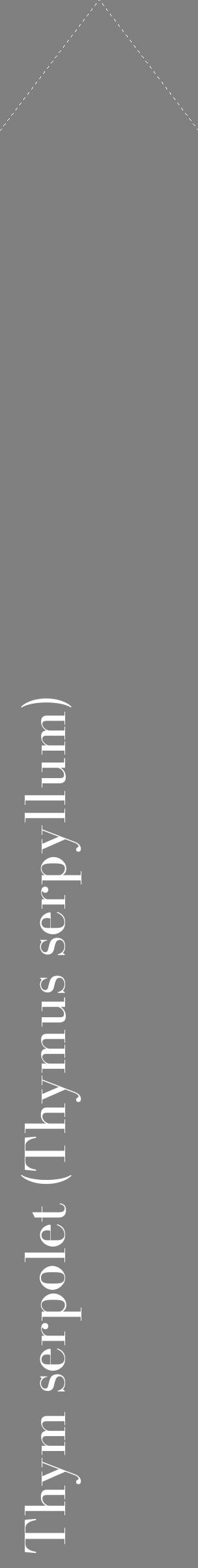 Étiquette de : Thymus serpyllum - format c - style blanche57_simplebod avec comestibilité