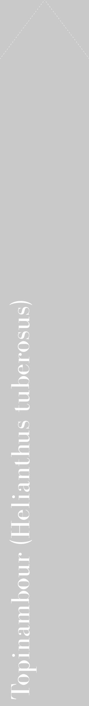 Étiquette de : Helianthus tuberosus - format c - style blanche54_simple_simplebod avec comestibilité - position verticale