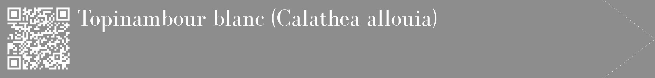 Étiquette de : Calathea allouia - format c - style blanche2_simple_simplebod avec qrcode et comestibilité