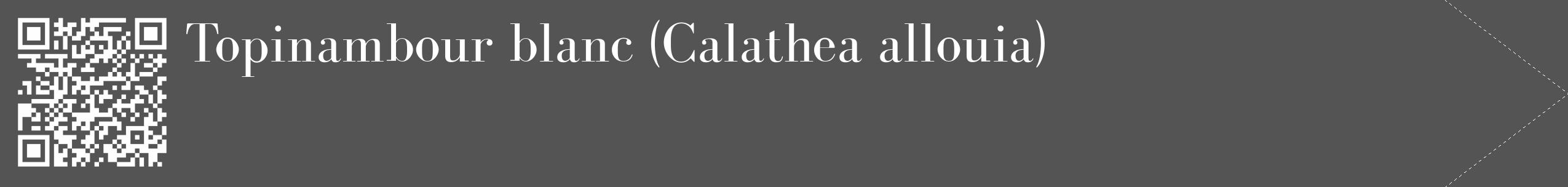 Étiquette de : Calathea allouia - format c - style blanche36_simple_simplebod avec qrcode et comestibilité