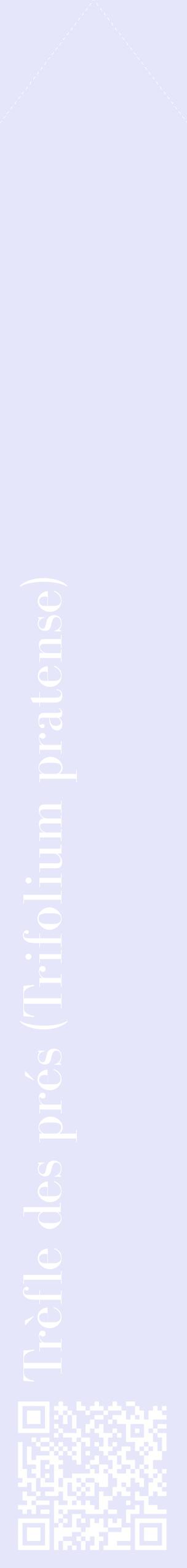 Étiquette de : Trifolium pratense - format c - style blanche55_simplebod avec qrcode et comestibilité