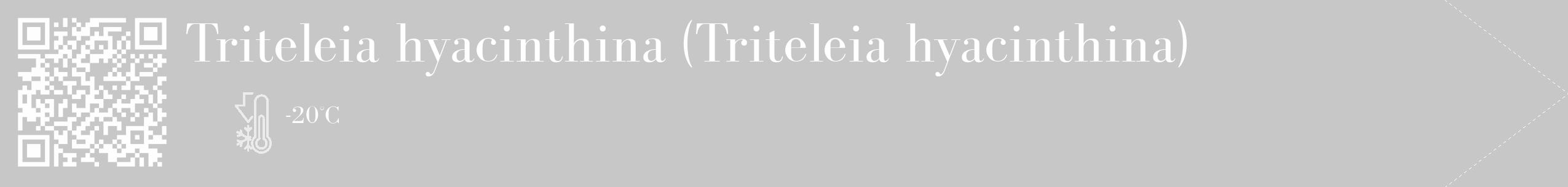Étiquette de : Triteleia hyacinthina - format c - style blanche15_simple_simplebod avec qrcode et comestibilité