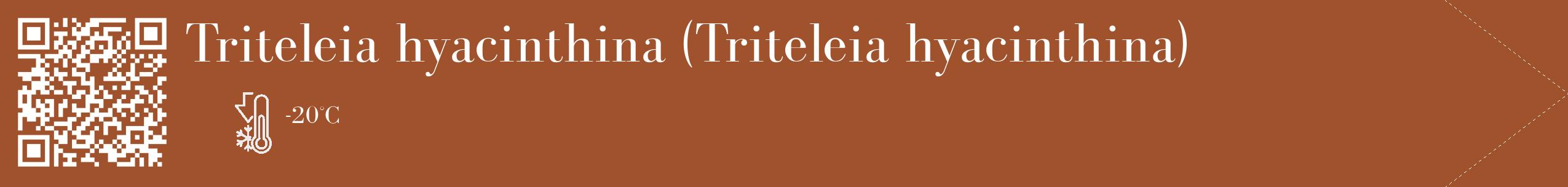 Étiquette de : Triteleia hyacinthina - format c - style blanche32_simple_simplebod avec qrcode et comestibilité