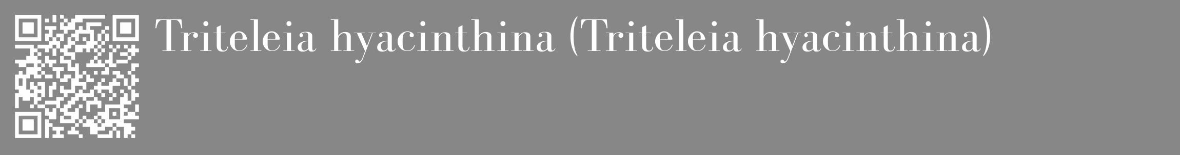 Étiquette de : Triteleia hyacinthina - format c - style blanche12_basique_basiquebod avec qrcode et comestibilité