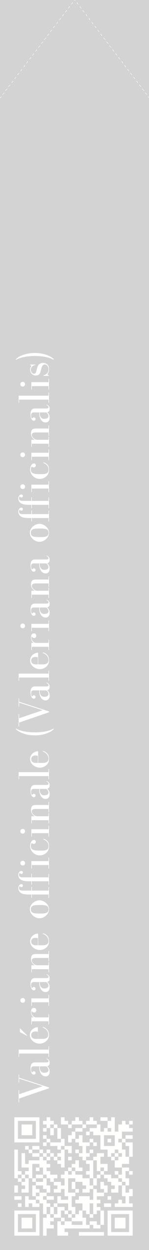 Étiquette de : Valeriana officinalis - format c - style blanche56_simplebod avec qrcode et comestibilité