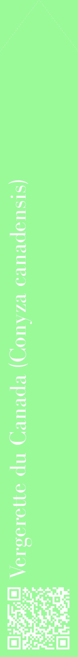 Étiquette de : Conyza canadensis - format c - style blanche14_simplebod avec qrcode et comestibilité