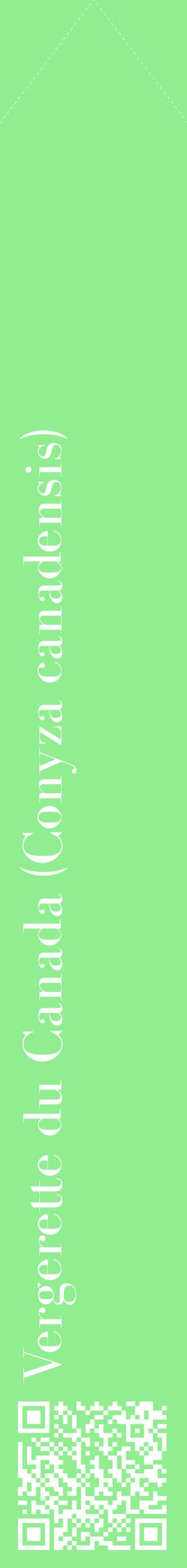Étiquette de : Conyza canadensis - format c - style blanche15_simplebod avec qrcode et comestibilité