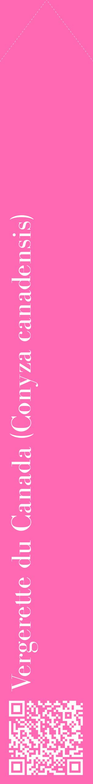 Étiquette de : Conyza canadensis - format c - style blanche42_simplebod avec qrcode et comestibilité
