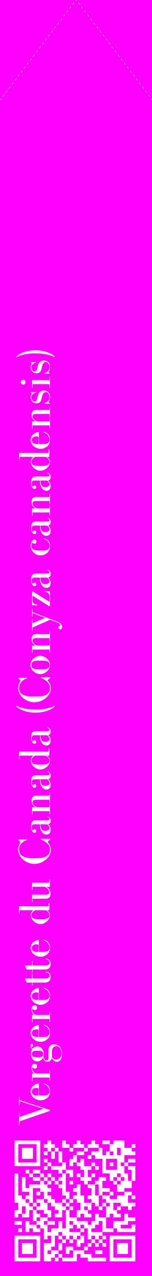 Étiquette de : Conyza canadensis - format c - style blanche51_simplebod avec qrcode et comestibilité