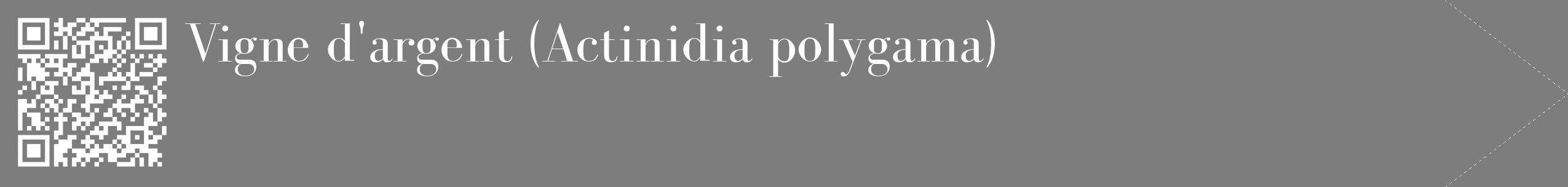 Étiquette de : Actinidia polygama - format c - style blanche35_simple_simplebod avec qrcode et comestibilité