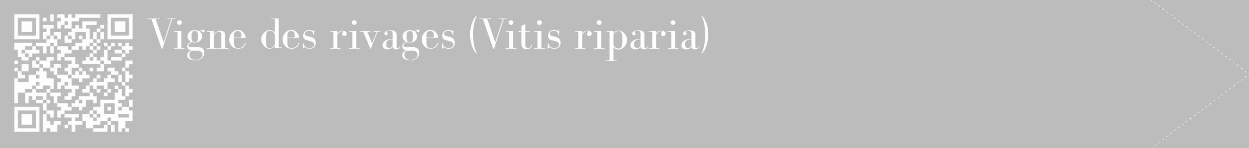 Étiquette de : Vitis riparia - format c - style blanche1_simple_simplebod avec qrcode et comestibilité