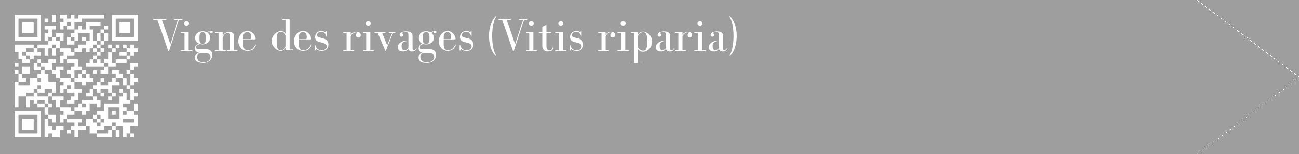 Étiquette de : Vitis riparia - format c - style blanche23_simple_simplebod avec qrcode et comestibilité