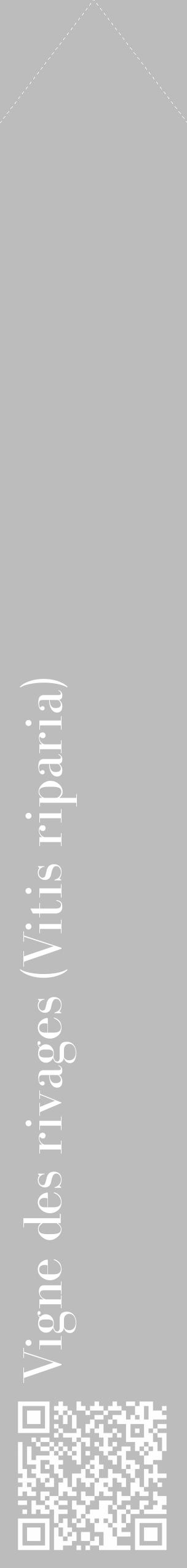 Étiquette de : Vitis riparia - format c - style blanche1_simple_simplebod avec qrcode et comestibilité - position verticale