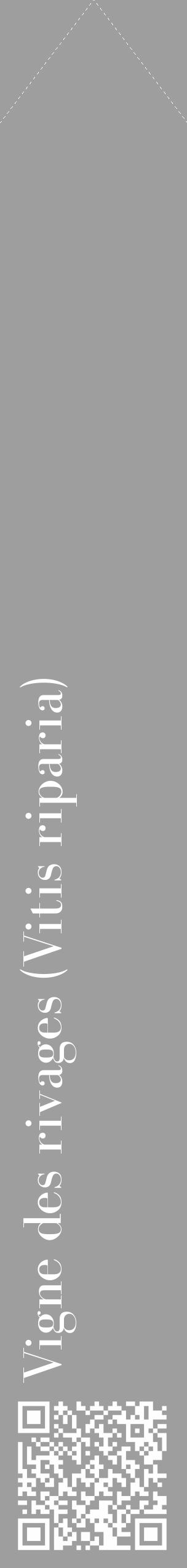 Étiquette de : Vitis riparia - format c - style blanche23_simple_simplebod avec qrcode et comestibilité - position verticale