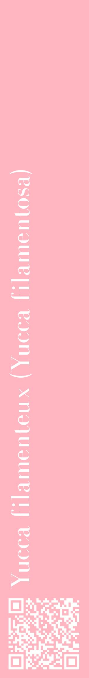 Étiquette de : Yucca filamentosa - format c - style blanche41_basiquebod avec qrcode et comestibilité