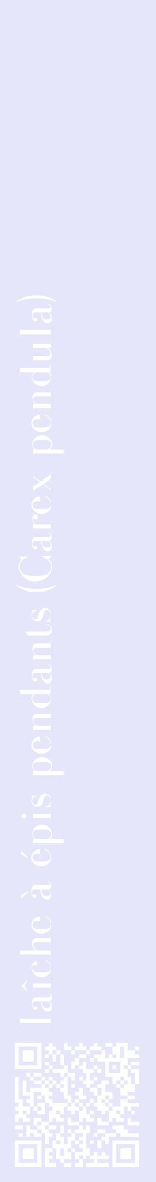 Étiquette de : Carex pendula - format c - style blanche55_basiquebod avec qrcode et comestibilité