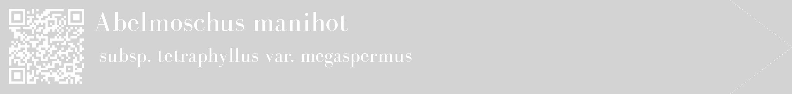 Étiquette de : Abelmoschus manihot subsp. tetraphyllus var. megaspermus - format c - style blanche56_simple_simplebod avec qrcode et comestibilité