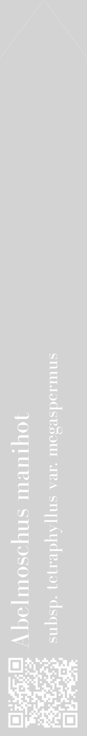 Étiquette de : Abelmoschus manihot subsp. tetraphyllus var. megaspermus - format c - style blanche56_simple_simplebod avec qrcode et comestibilité - position verticale