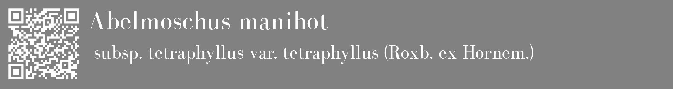 Étiquette de : Abelmoschus manihot subsp. tetraphyllus var. tetraphyllus (Roxb. ex Hornem.) - format c - style blanche50_basique_basiquebod avec qrcode et comestibilité