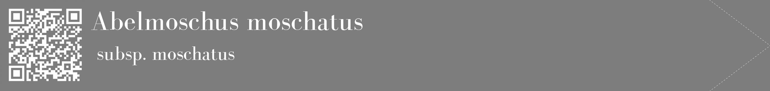 Étiquette de : Abelmoschus moschatus subsp. moschatus - format c - style blanche35_simple_simplebod avec qrcode et comestibilité