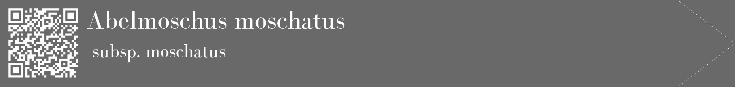 Étiquette de : Abelmoschus moschatus subsp. moschatus - format c - style blanche51_simple_simplebod avec qrcode et comestibilité