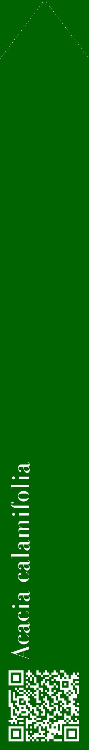 Étiquette de : Acacia calamifolia - format c - style blanche8_simplebod avec qrcode et comestibilité