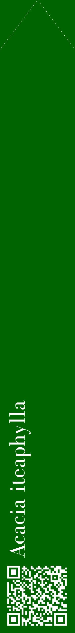 Étiquette de : Acacia iteaphylla - format c - style blanche8_simplebod avec qrcode et comestibilité