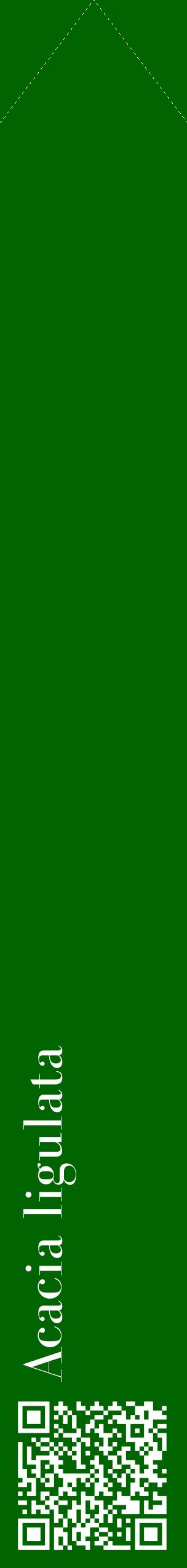 Étiquette de : Acacia ligulata - format c - style blanche8_simplebod avec qrcode et comestibilité