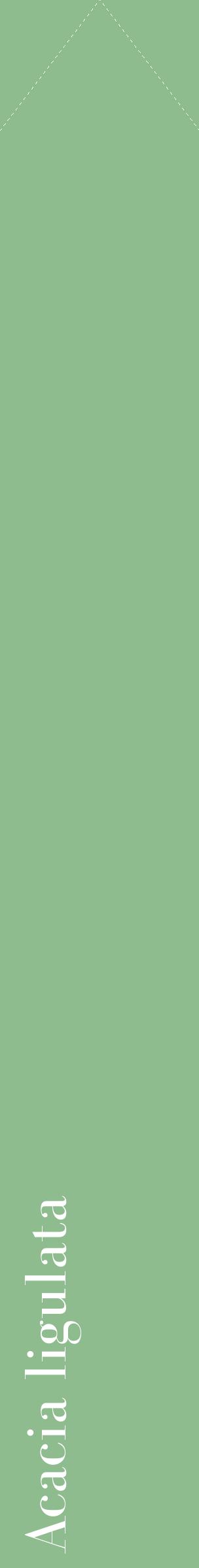 Étiquette de : Acacia ligulata - format c - style blanche13_simplebod avec comestibilité