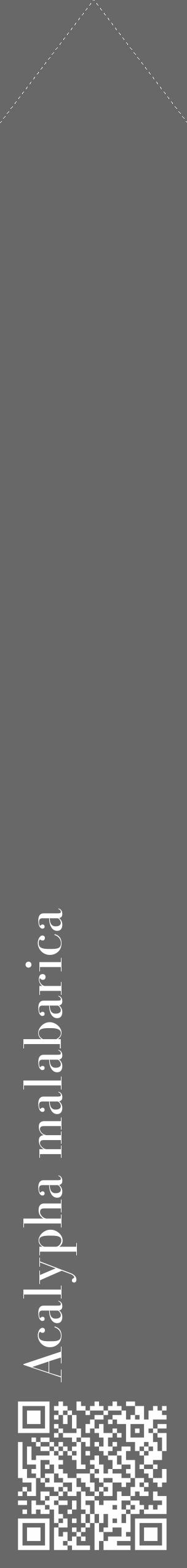 Étiquette de : Acalypha malabarica - format c - style blanche6_simple_simplebod avec qrcode et comestibilité - position verticale