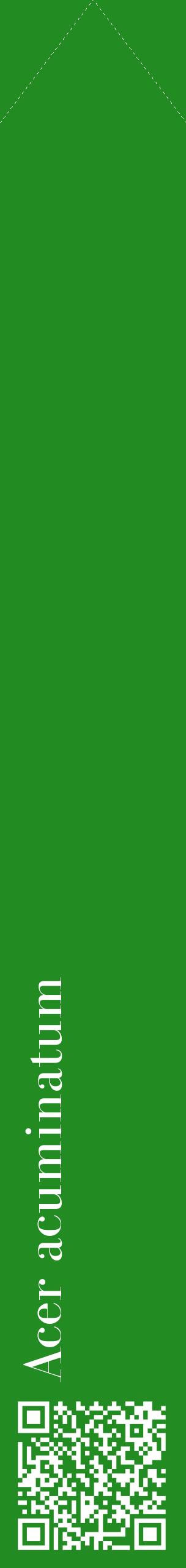 Étiquette de : Acer acuminatum - format c - style blanche10_simplebod avec qrcode et comestibilité