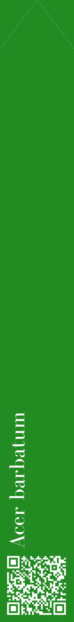 Étiquette de : Acer barbatum - format c - style blanche10_simplebod avec qrcode et comestibilité