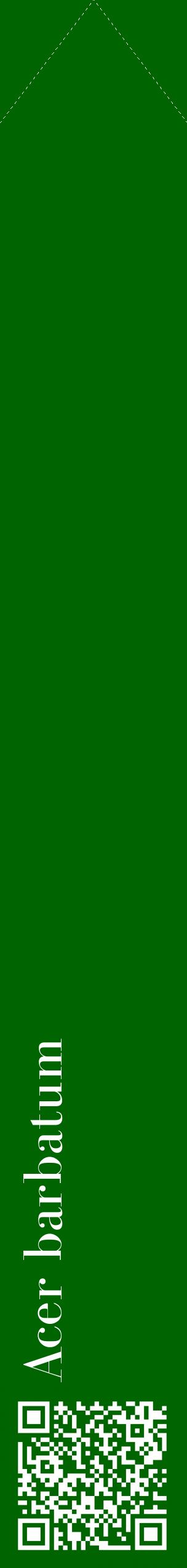 Étiquette de : Acer barbatum - format c - style blanche8_simplebod avec qrcode et comestibilité