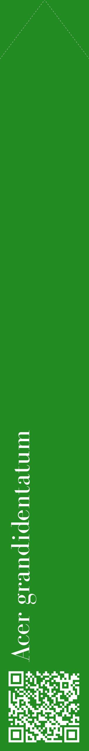 Étiquette de : Acer grandidentatum - format c - style blanche10_simplebod avec qrcode et comestibilité