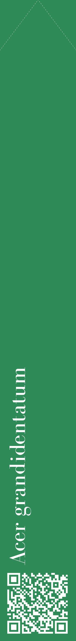 Étiquette de : Acer grandidentatum - format c - style blanche11_simplebod avec qrcode et comestibilité