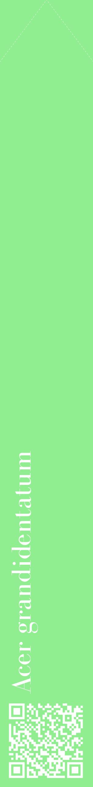 Étiquette de : Acer grandidentatum - format c - style blanche15_simplebod avec qrcode et comestibilité