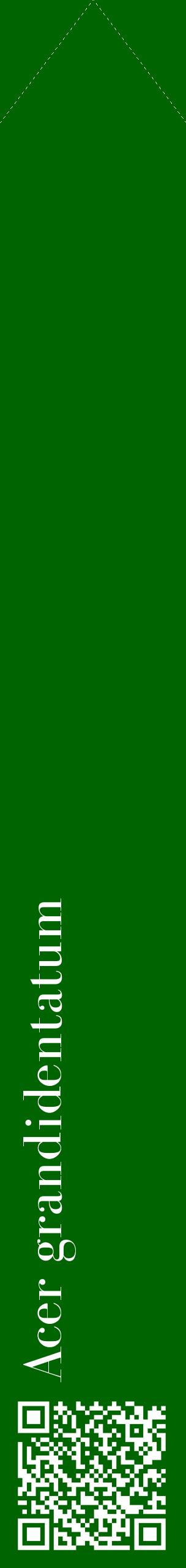 Étiquette de : Acer grandidentatum - format c - style blanche8_simplebod avec qrcode et comestibilité