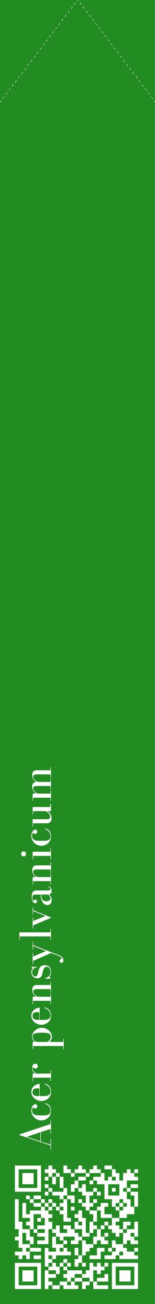 Étiquette de : Acer pensylvanicum - format c - style blanche10_simplebod avec qrcode et comestibilité