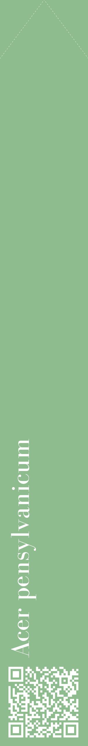 Étiquette de : Acer pensylvanicum - format c - style blanche13_simplebod avec qrcode et comestibilité