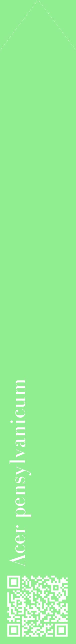 Étiquette de : Acer pensylvanicum - format c - style blanche15_simplebod avec qrcode et comestibilité