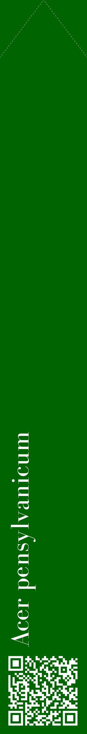 Étiquette de : Acer pensylvanicum - format c - style blanche8_simplebod avec qrcode et comestibilité