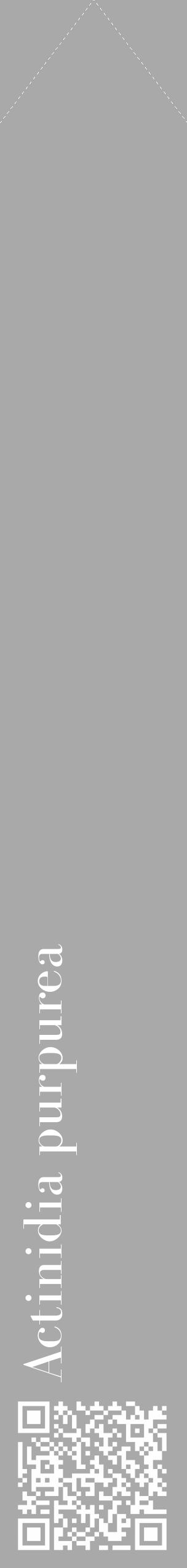 Étiquette de : Actinidia purpurea - format c - style blanche13_simple_simplebod avec qrcode et comestibilité - position verticale