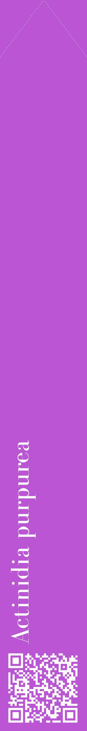 Étiquette de : Actinidia purpurea - format c - style blanche50_simplebod avec qrcode et comestibilité