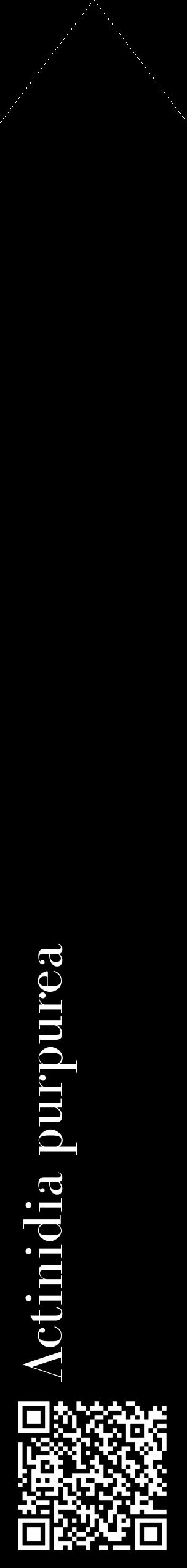 Étiquette de : Actinidia purpurea - format c - style blanche59_simple_simplebod avec qrcode et comestibilité - position verticale