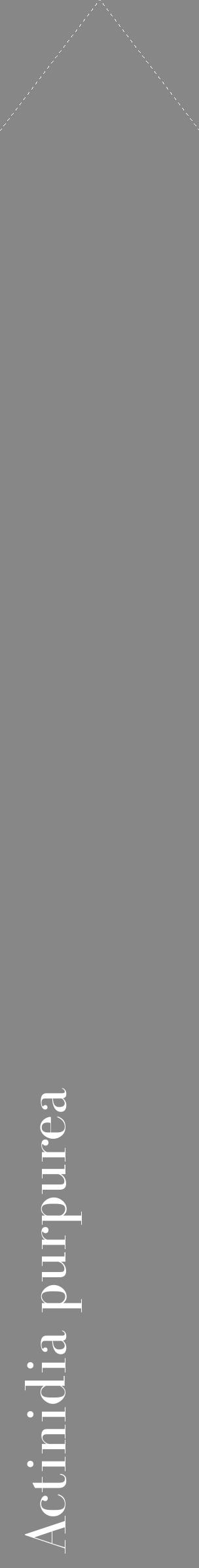 Étiquette de : Actinidia purpurea - format c - style blanche12_simple_simplebod avec comestibilité - position verticale