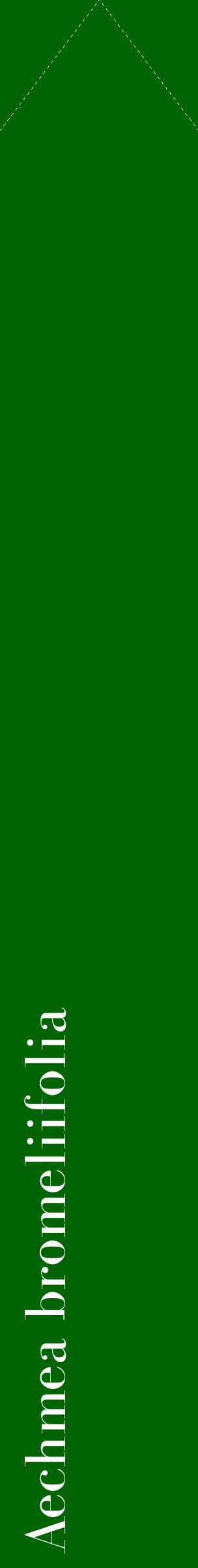 Étiquette de : Aechmea bromeliifolia - format c - style blanche8_simplebod avec comestibilité